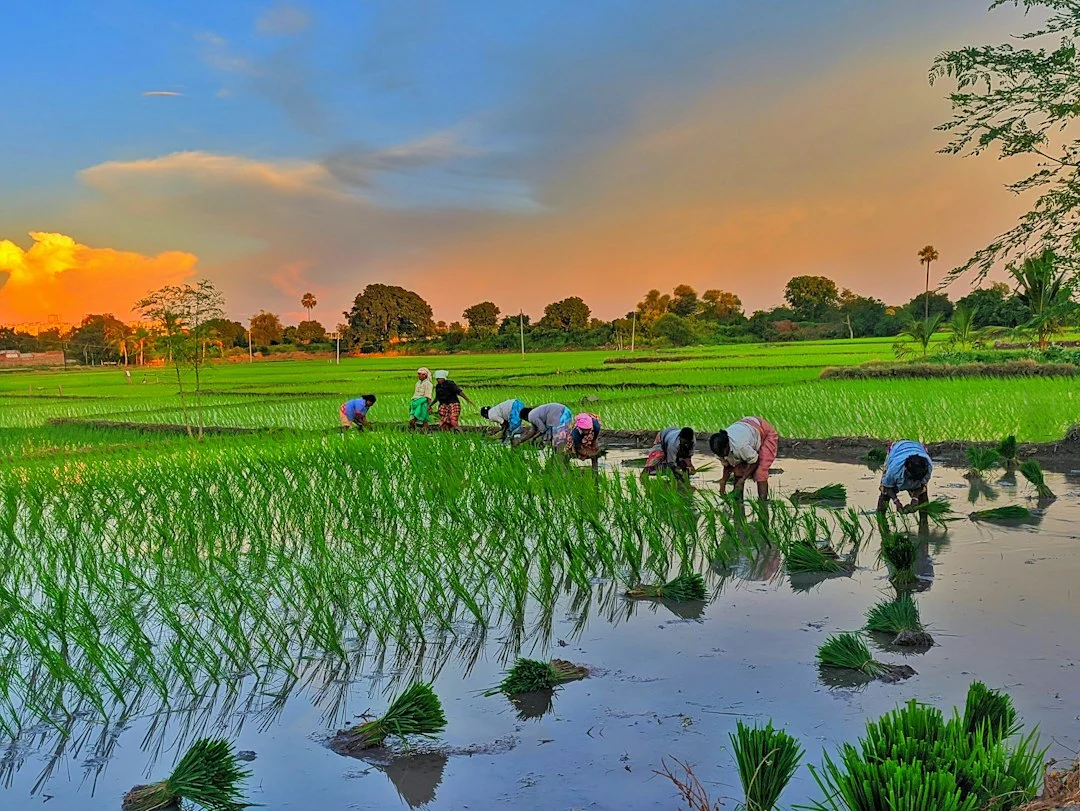 Rice paddy fields during wet-season conditions
