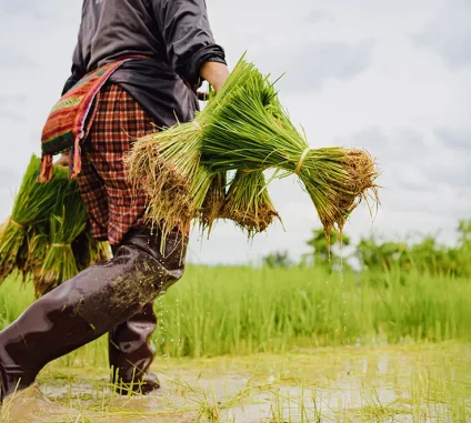 Paddy is the backbone of Andhra Pradesh’s agricultural economy, and districts like SPSR Nellore play a crucial role in rice production. However, one of the biggest challenges farmers and rice mills face is efficient, transparent, and timely procurement.