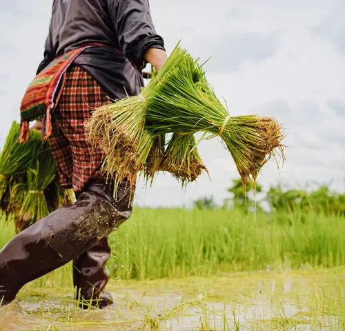 Paddy is the backbone of Andhra Pradesh’s agricultural economy, and districts like SPSR Nellore play a crucial role in rice production. However, one of the biggest challenges farmers and rice mills face is efficient, transparent, and timely procurement.