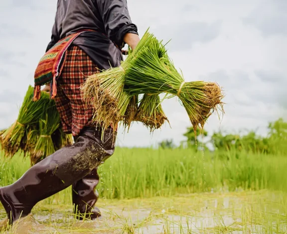 Paddy is the backbone of Andhra Pradesh’s agricultural economy, and districts like SPSR Nellore play a crucial role in rice production. However, one of the biggest challenges farmers and rice mills face is efficient, transparent, and timely procurement.