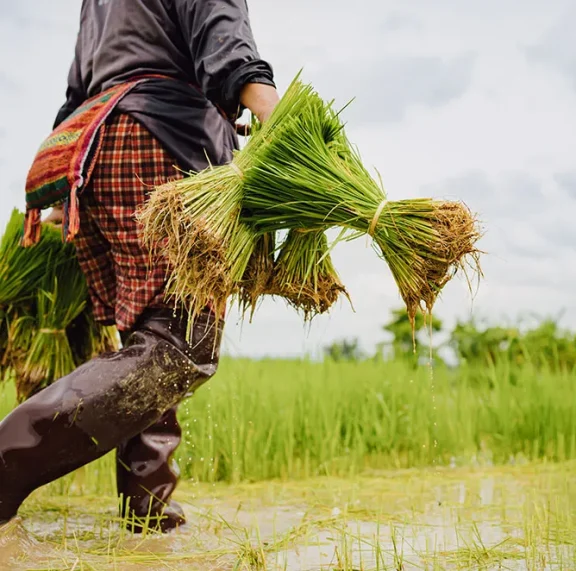 Paddy is the backbone of Andhra Pradesh’s agricultural economy, and districts like SPSR Nellore play a crucial role in rice production. However, one of the biggest challenges farmers and rice mills face is efficient, transparent, and timely procurement.