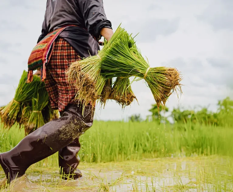 Paddy is the backbone of Andhra Pradesh’s agricultural economy, and districts like SPSR Nellore play a crucial role in rice production. However, one of the biggest challenges farmers and rice mills face is efficient, transparent, and timely procurement.