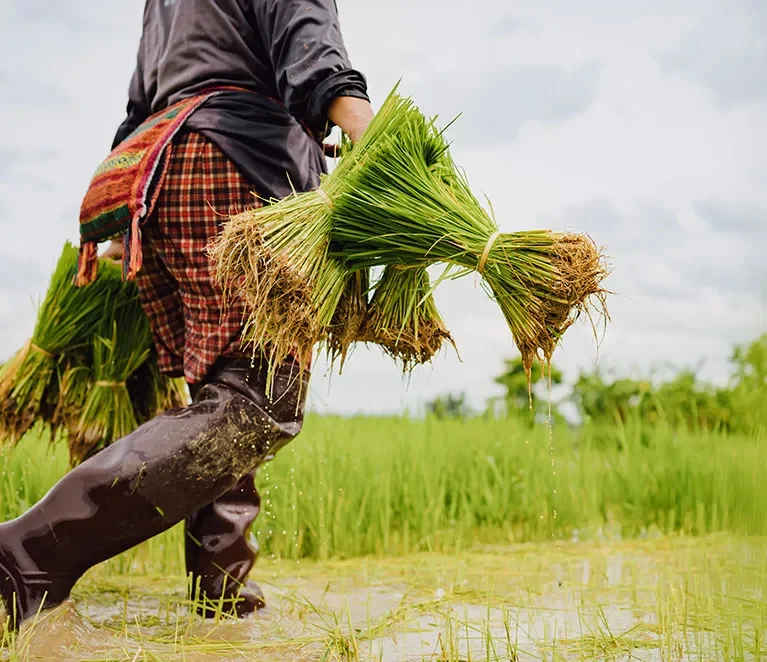 Paddy is the backbone of Andhra Pradesh’s agricultural economy, and districts like SPSR Nellore play a crucial role in rice production. However, one of the biggest challenges farmers and rice mills face is efficient, transparent, and timely procurement.