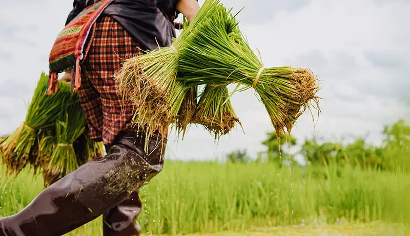Paddy is the backbone of Andhra Pradesh’s agricultural economy, and districts like SPSR Nellore play a crucial role in rice production. However, one of the biggest challenges farmers and rice mills face is efficient, transparent, and timely procurement.