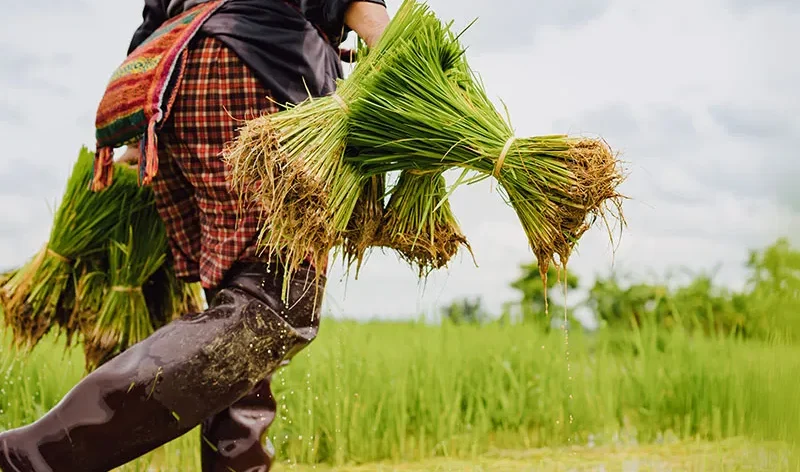 Paddy is the backbone of Andhra Pradesh’s agricultural economy, and districts like SPSR Nellore play a crucial role in rice production. However, one of the biggest challenges farmers and rice mills face is efficient, transparent, and timely procurement.