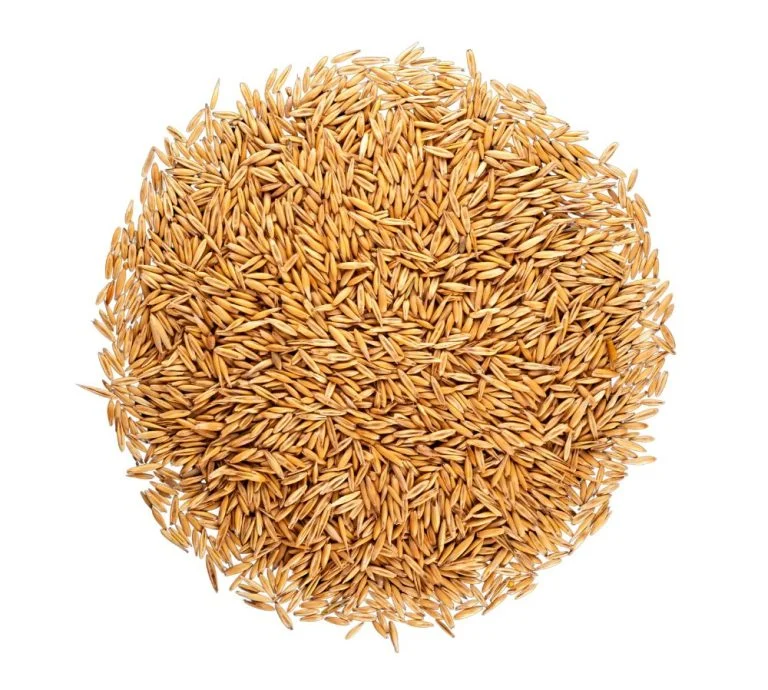 Fresh paddy procured from Nellore farmers