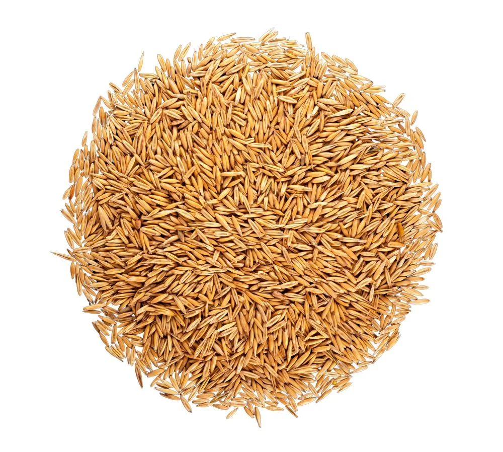 Fresh paddy procured from Nellore farmers