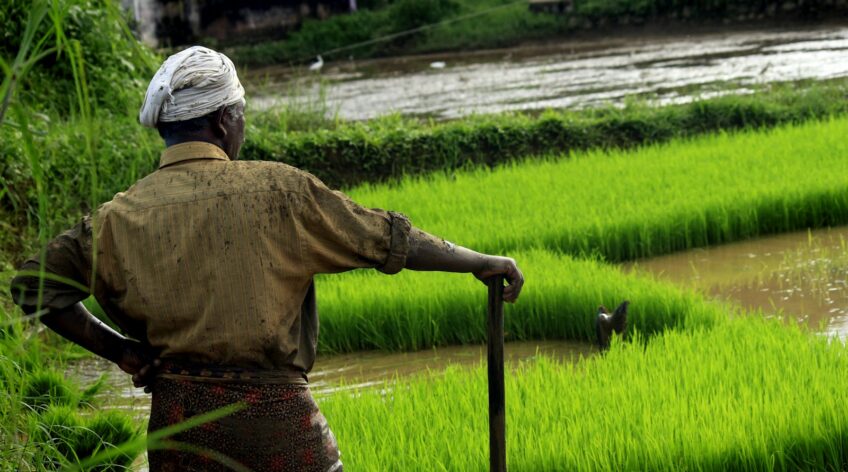 Farmer standing in a green paddy field