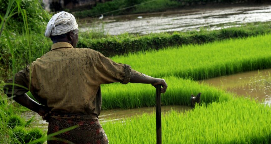 Farmer standing in a green paddy field