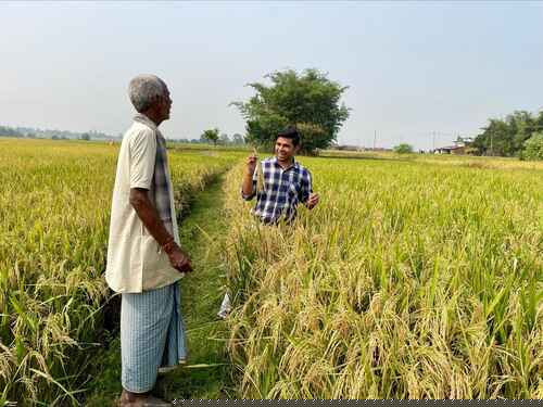 Manuma Siddhi team member discussing the crop with a farmer in a paddy field