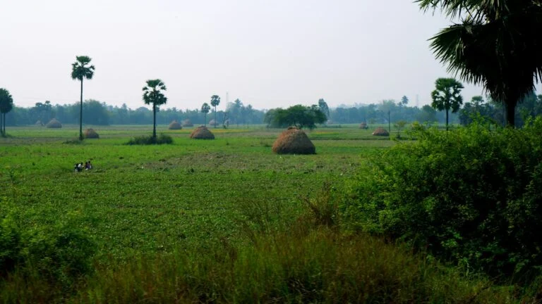 Popular Paddy Varieties Grown in Nellore District and Their Uses