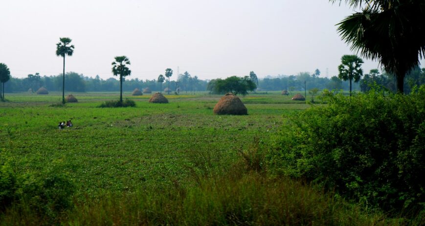 Paddy fields and harvested rice straw in a village in Andhra Pradesh
