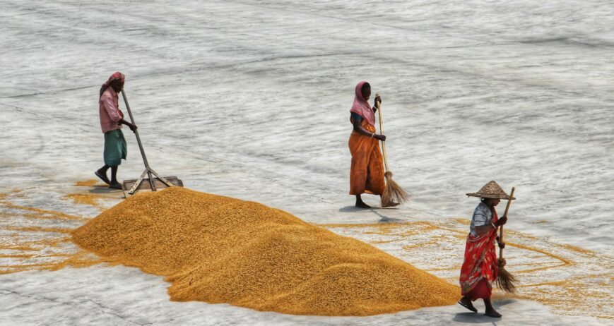 Workers spreading and sweeping paddy grain on a drying yard