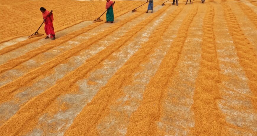 Farmers sun-drying harvested paddy to bring down moisture before sale