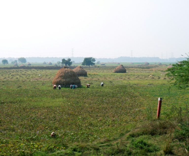 Farmers in a harvested paddy field with straw bales, the starting point for direct farmer procurement