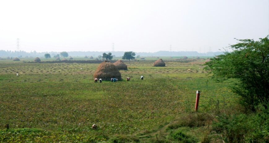 Farmers in a harvested paddy field with straw bales, the starting point for direct farmer procurement