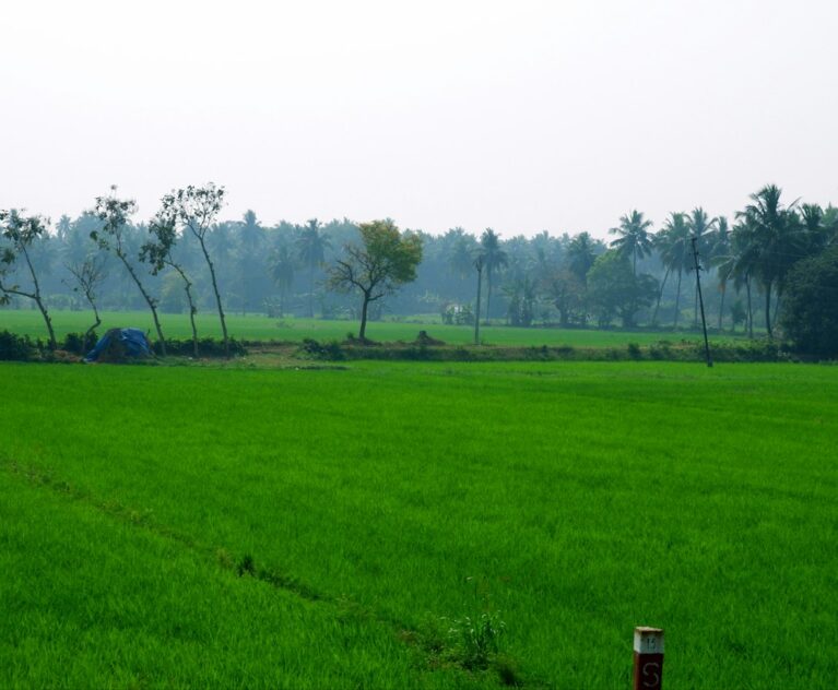 Green paddy fields in coastal Andhra Pradesh, the kind of farmland that grows Nellore rice