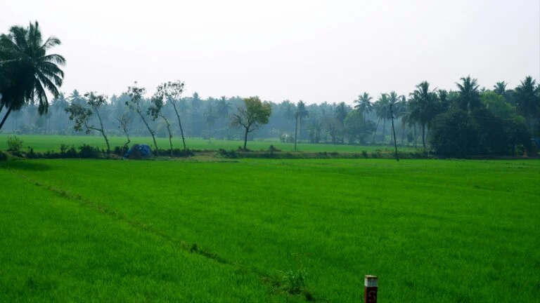 Why Nellore Rice Matters: One of Andhra Pradesh’s Key Rice Hubs
