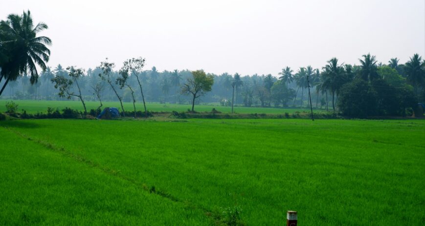 Green paddy fields in coastal Andhra Pradesh, the kind of farmland that grows Nellore rice