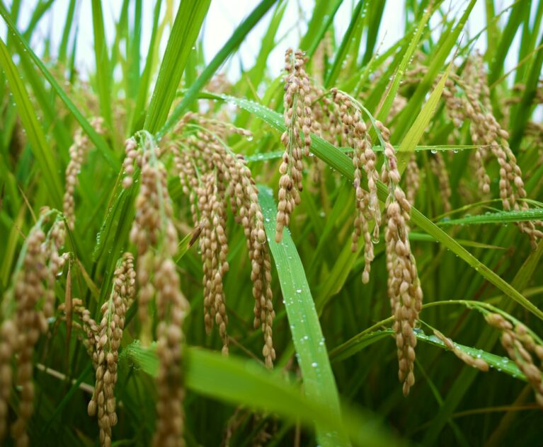 Close-up of ripe paddy grains on the stalk, the grain quality checked under paddy FAQ norms