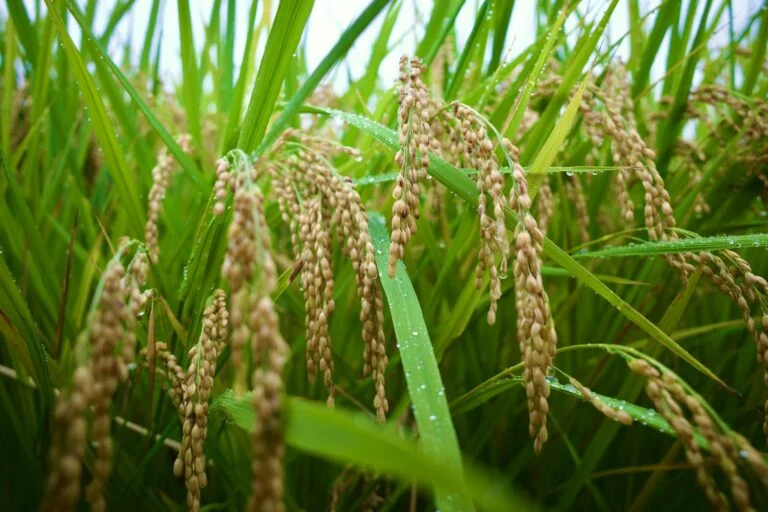 Understanding Paddy Quality Grading: Paddy FAQ Norms Explained Simply