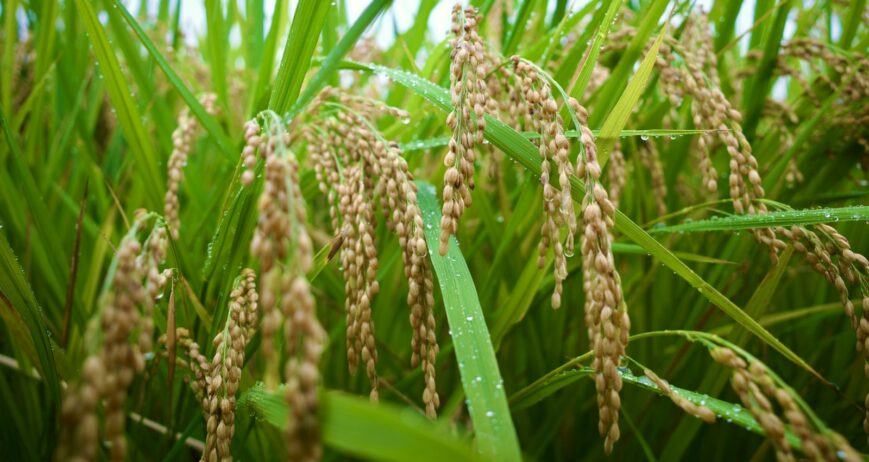 Close-up of ripe paddy grains on the stalk, the grain quality checked under paddy FAQ norms