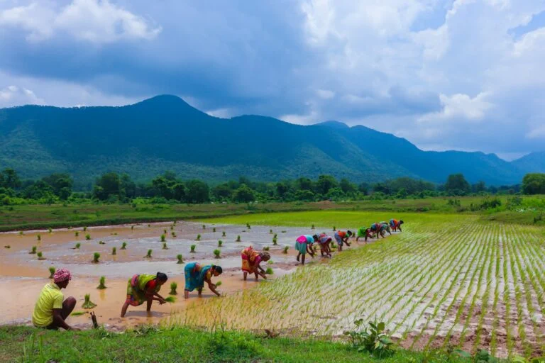 Reducing Post-Harvest Losses in Paddy: Practical Tips for Small and Marginal Farmers