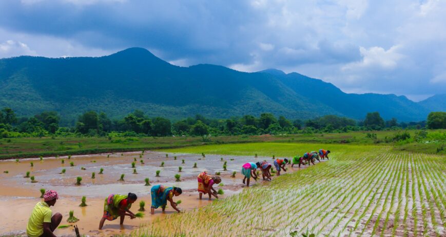 Farmers working in a paddy field during harvest