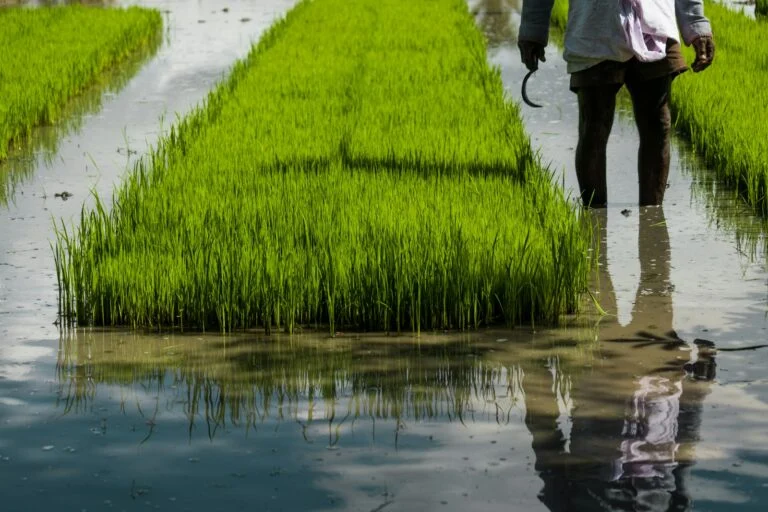 Paddy MSP 2026-27: A Plain-Language Guide to Minimum Support Price for Farmers