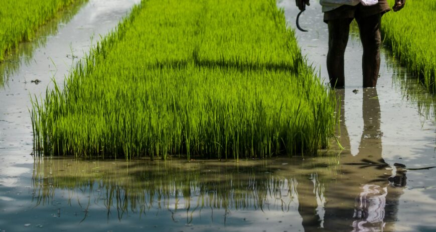 Farmer walking through a ripening paddy field ahead of selling at paddy MSP