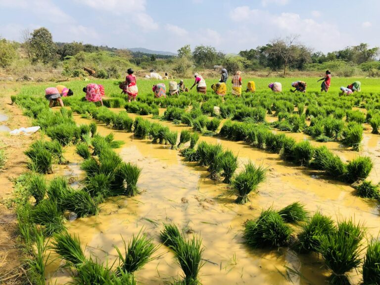 Rabi Paddy Nellore Planning Guide: Preparing for the Next Crop