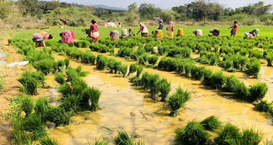 Farm workers in a green paddy field, the field work behind rabi paddy Nellore farmers plan for