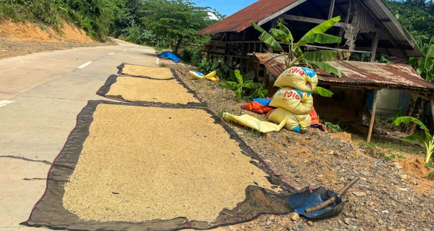 Paddy drying on nets beside filled sacks, ready for rice mill paddy supply